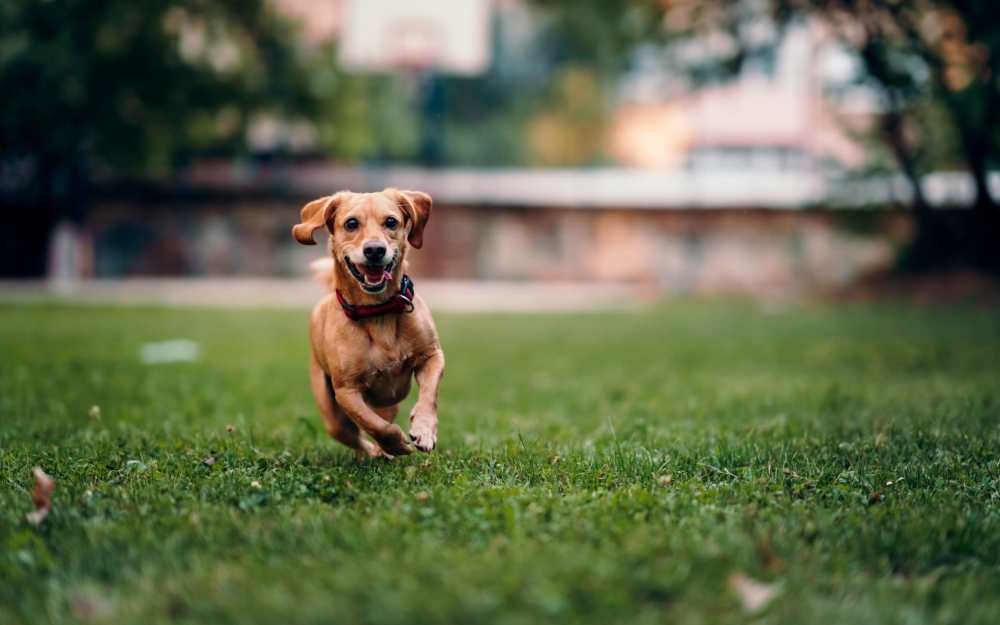 Pet-friendly Winchester Run in Oklahoma City, Oklahoma