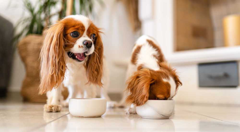 Puppies at Brentwood 509 Apartments in Olympia, Washington