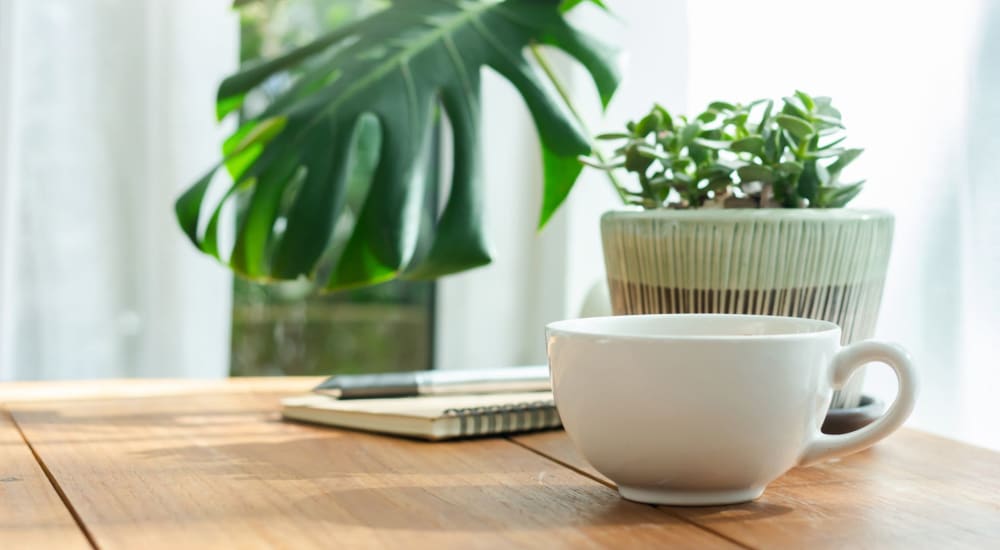 Detail of coffee and houseplant in a luxury apartment home at Eight Mile House in Stockton, California