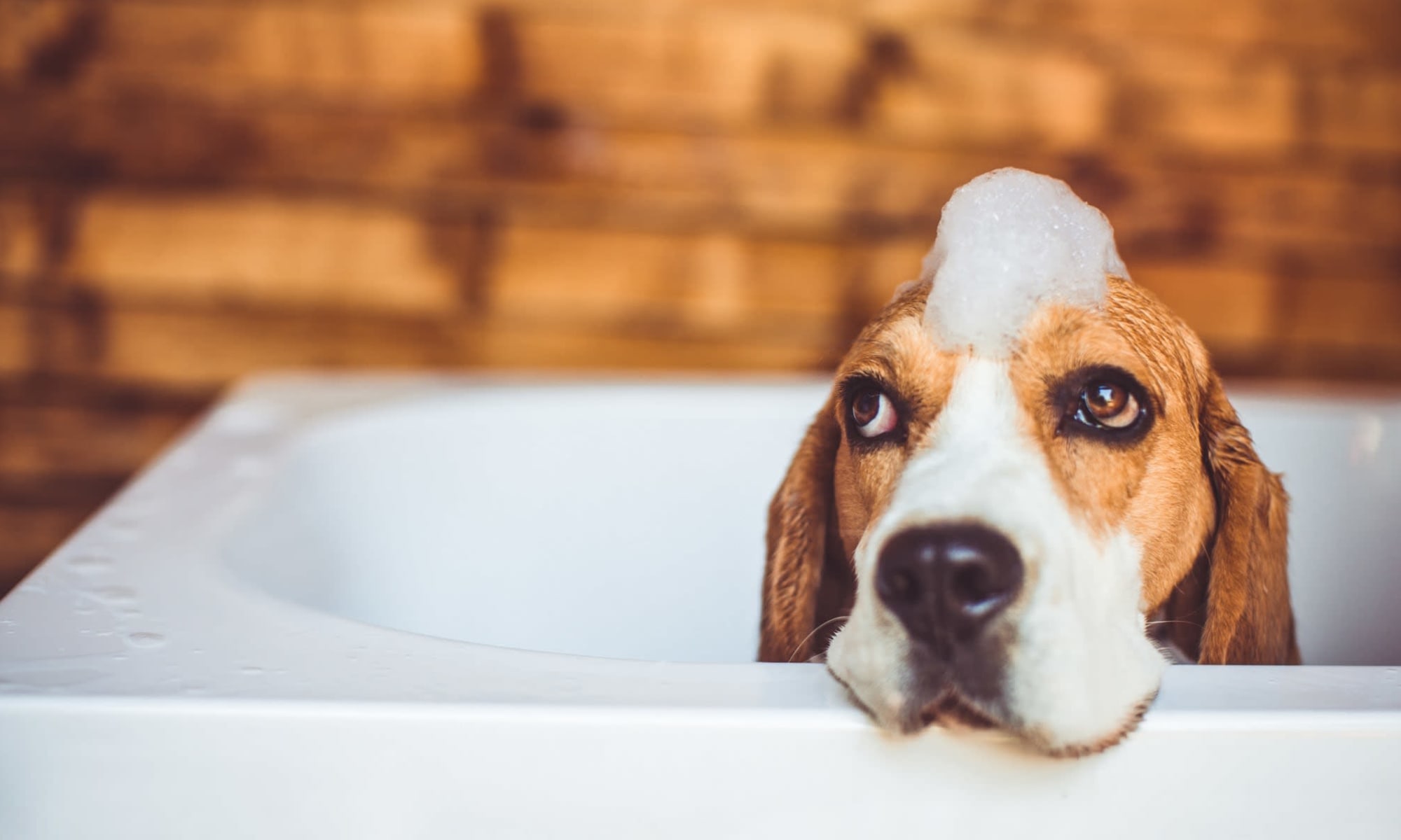 Dog in the bath tub University Pet Resort in Merced, California