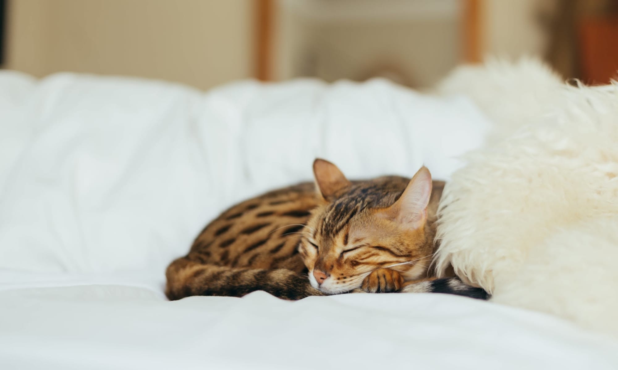 Cat sleeping happily at University Pet Resort in Merced, California