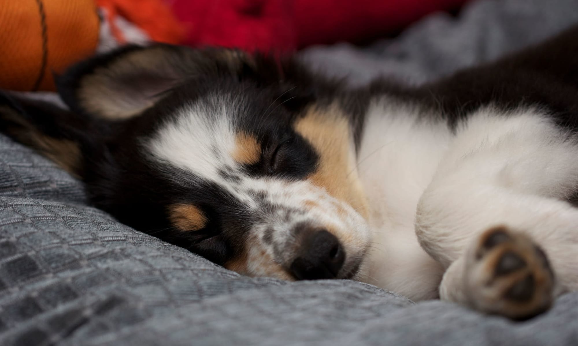 where can dogs stay in yosemite where can dogs stay in yosemite