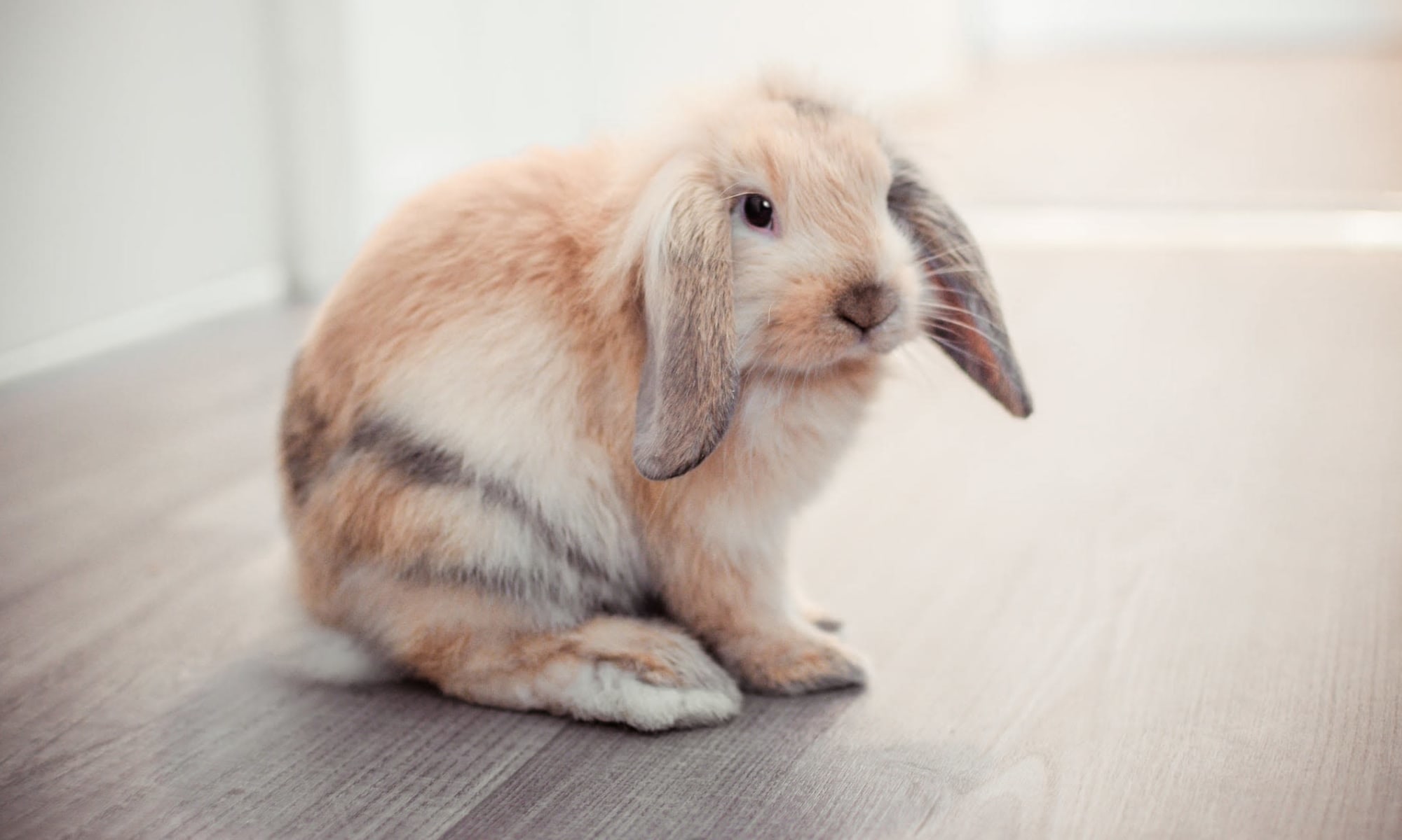 Rabbit relaxed at University Pet Resort in Merced, California