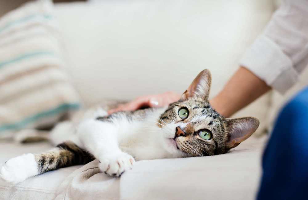 A cute cat at Emerald Cove East in Niceville, Florida                