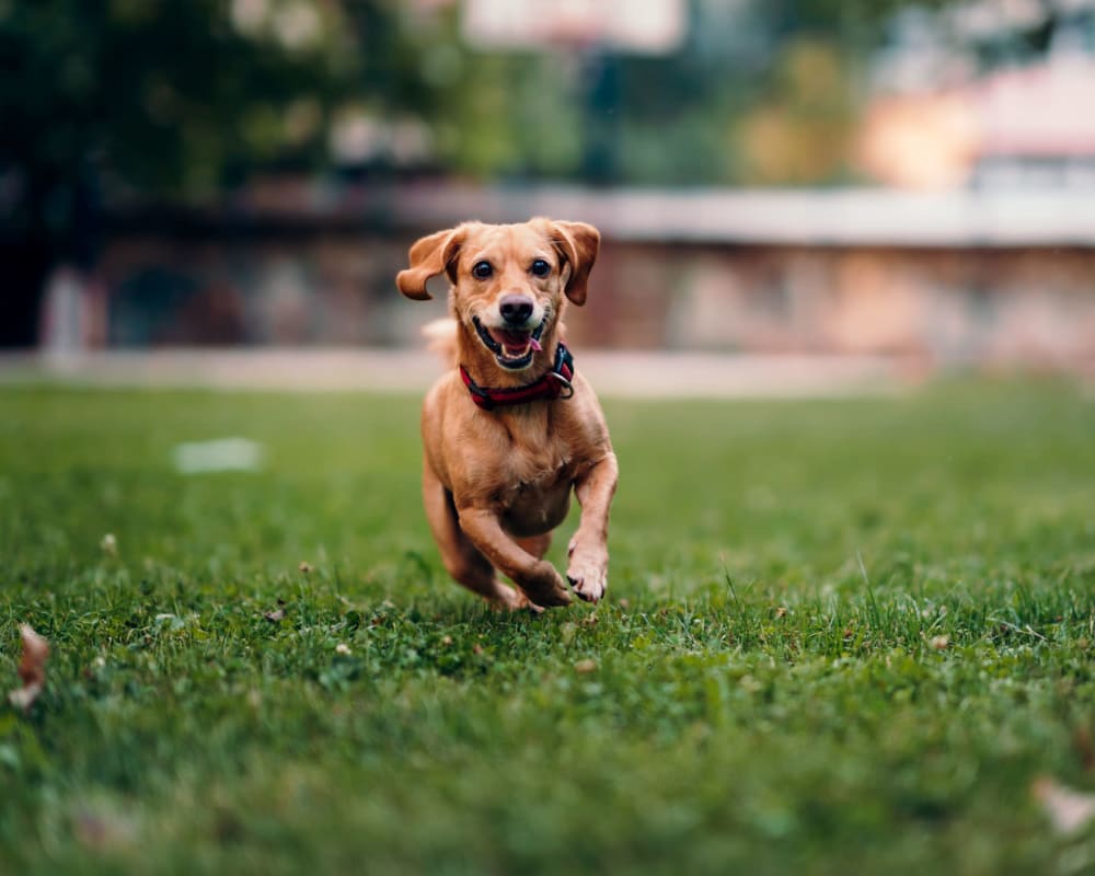 Happy dog joyfully bounding on the green grass outside her new home at Pleasanton Heights in Pleasanton, California