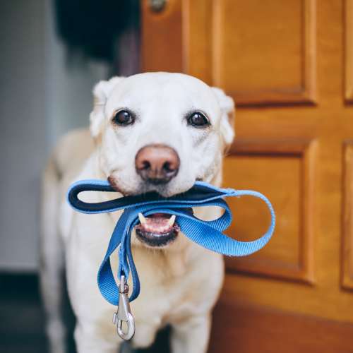 Pet-friendly at Muse Milford in Milford, Connecticut