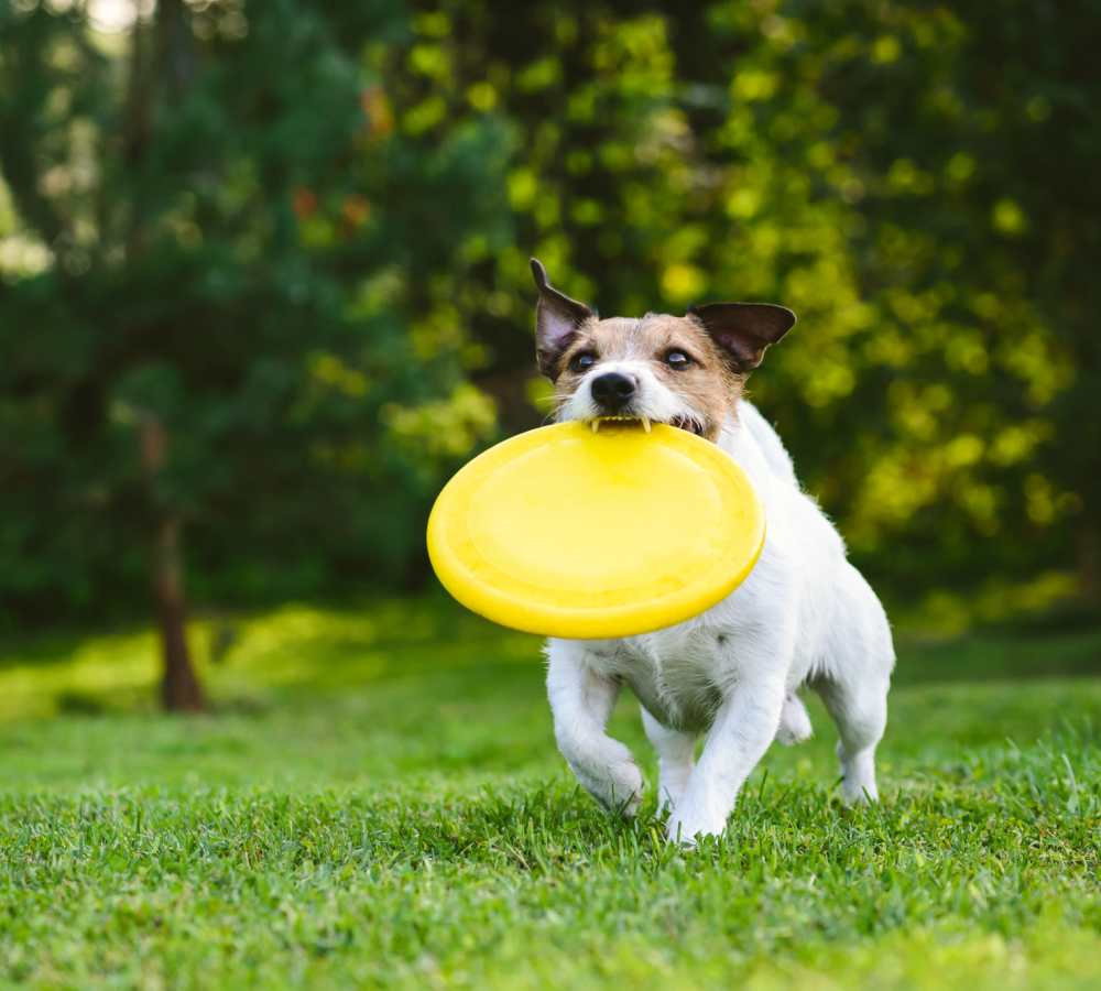 Dog playing with the toy at Olivera Senior Apartments in Pomona, California