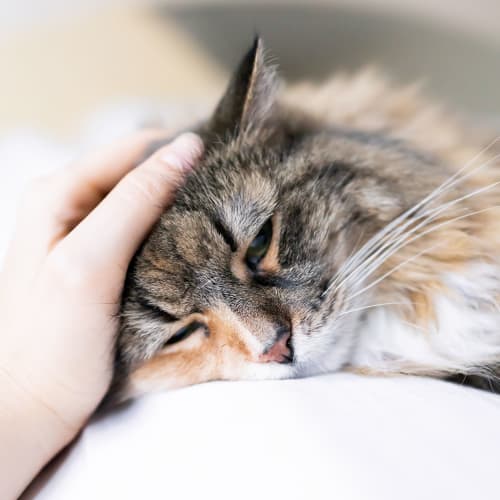 A resident petting a cat at Orleck Heights in San Diego, California