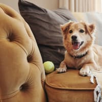 Pet-friendly at Rockside Park Towers in Bedford Heights, Ohio