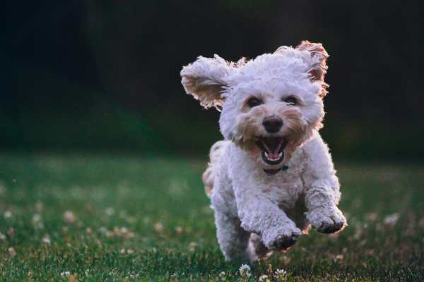 dog playing at a park nearby Belclaire