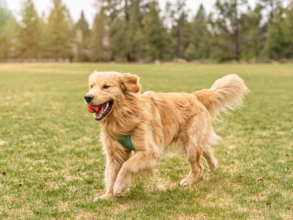 Dog at a dog park near Timber View Apartments in Grand Haven, Michigan