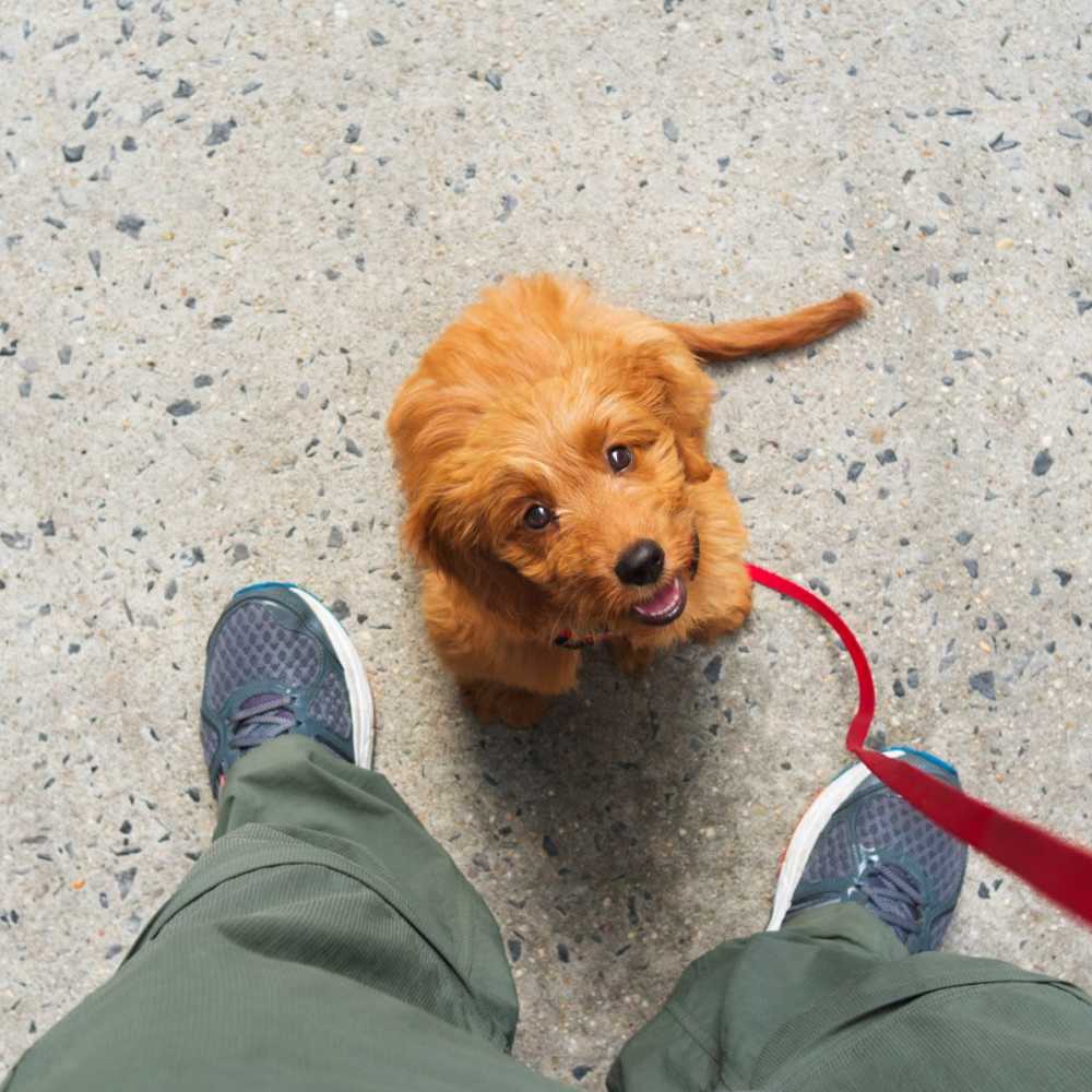 Resident walking her dogs at Revl Med Center in Houston, Texas