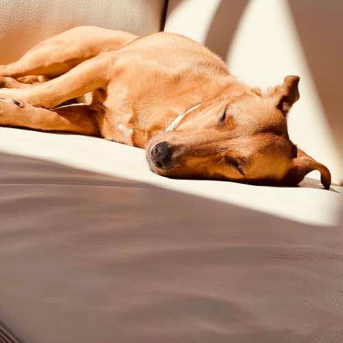 Dog resting on the couch at The Griff in Charlotte, North Carolina