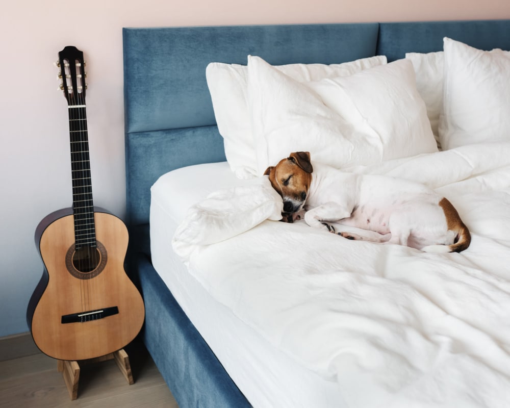 Guitar next to a dog sleeping on a bed at Vital at Springbrook in Alcoa, Tennessee