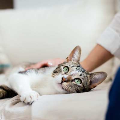 Resident pet at Nightingale in Redmond, Washington