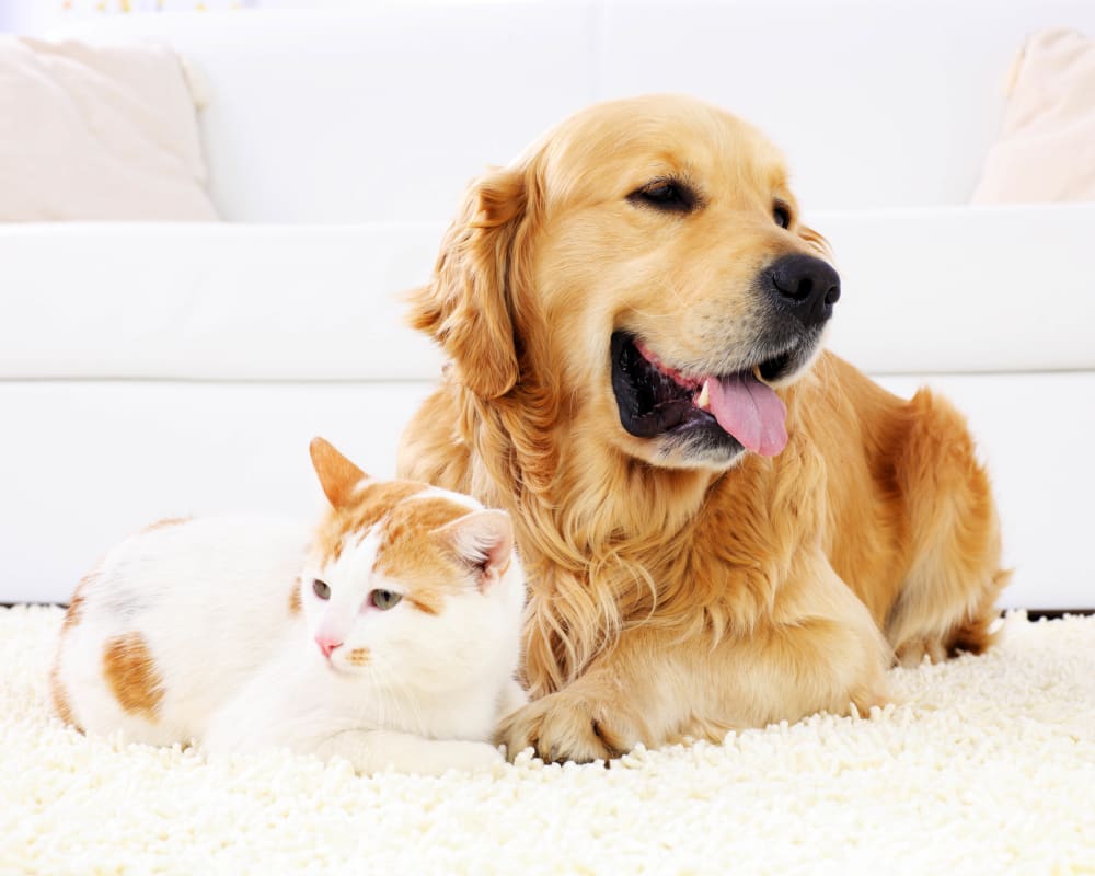 Resident and dog and cat relaxing together on a rug in their new apartment home at Olympus Grand Crossing in Katy, Texas