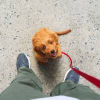 Dog posing for a photo outside her apartment at Box Board Lofts in Grand Rapids, Michigan