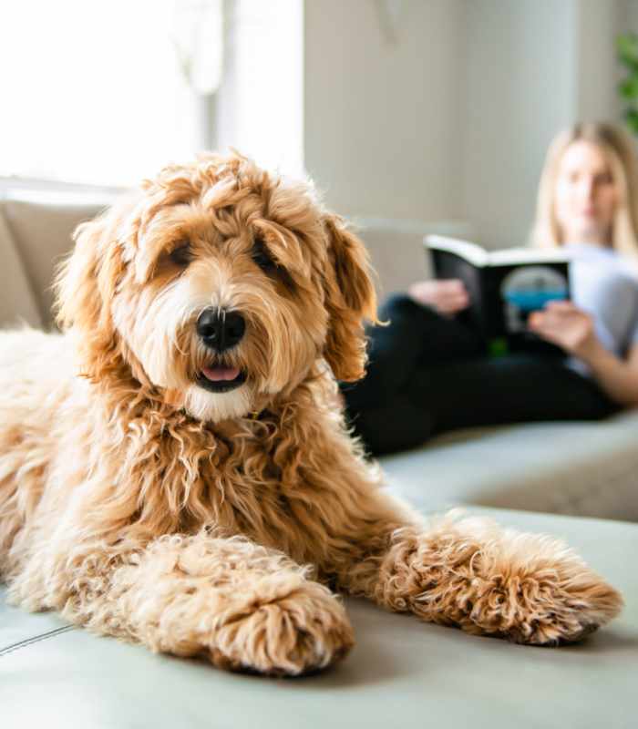 Golden doodle lounging on sofa with woman reading a book in pet-friendly living room at Unionville Station Townhomes in Hilton, New York
