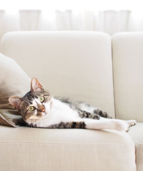 Happy cat on the couch in her new home at Summerhill Terrace Apartment Homes in San Leandro, California