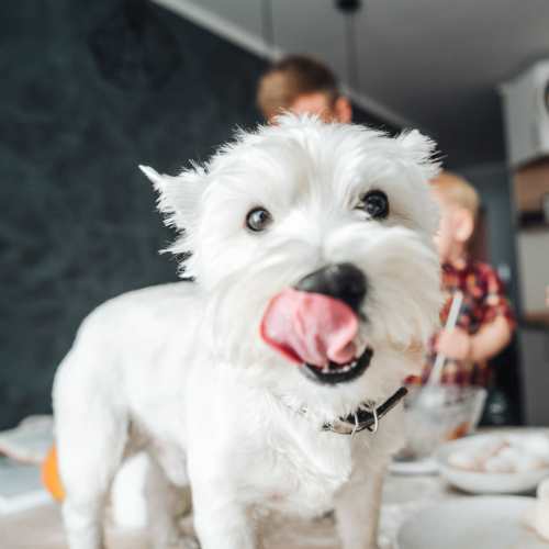 Pet Policy at Boulder Crescent in Colorado Springs,Colorado