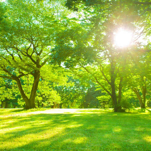 Park near Sawgrass Greene in Grayson, Kentucky