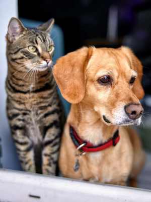 Cute pets at the window at Lakeview in Reno, Nevada