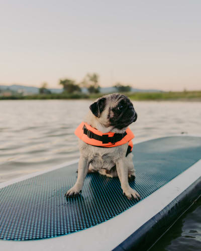 Cute dog at Uplund in Kirkland, Washington