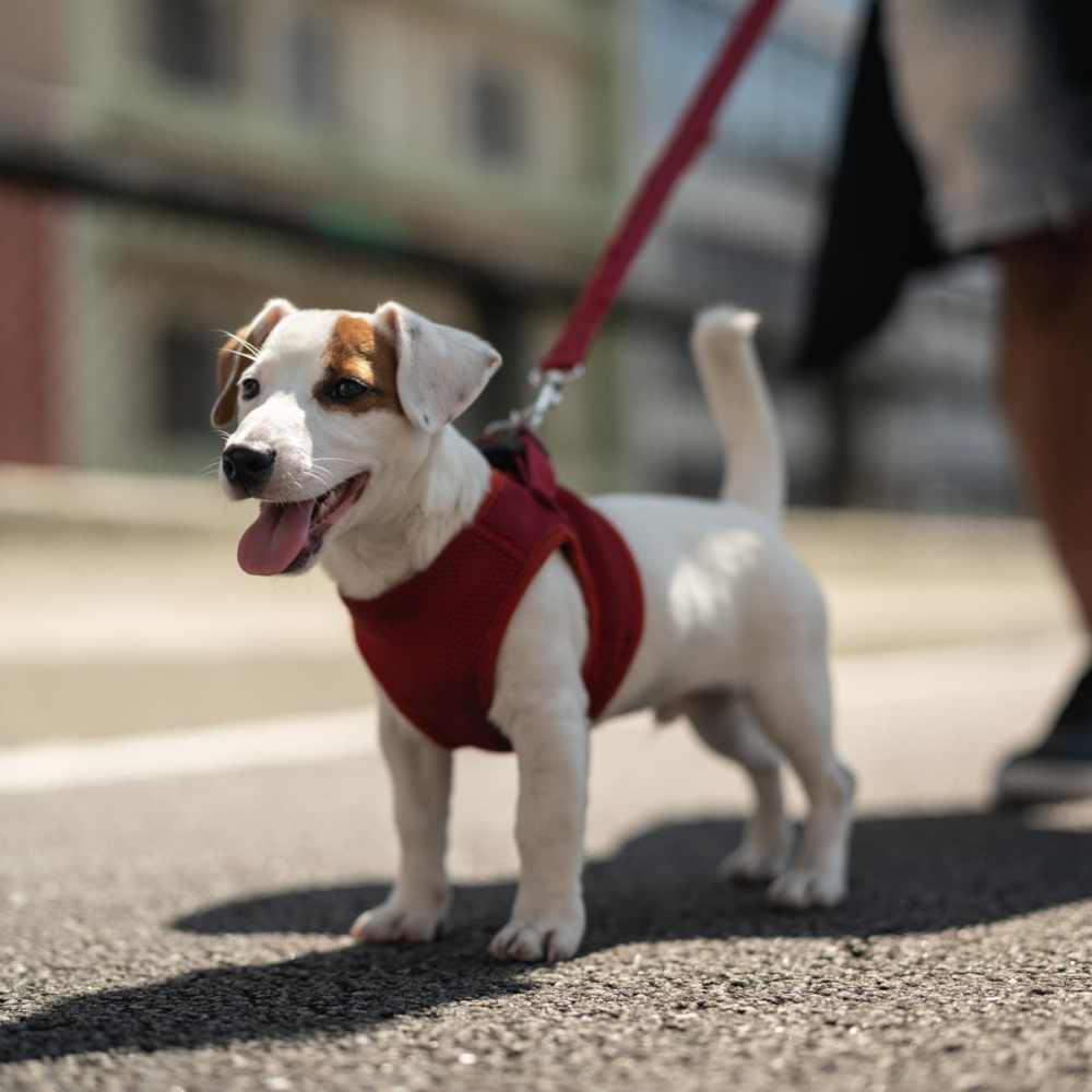 Dog on a leash at Spring Hollow Apartments in Brighton, Colorado