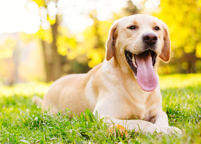 Dog enjoying her new home at Hillcrest Manor in Marina, California