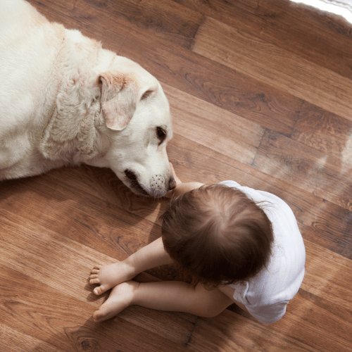 A dog and a child relaxing in a home at South Mesa II in Oceanside, California