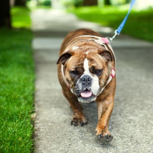 View our pet policy at Capitol Building Apartments in Seattle, Washington