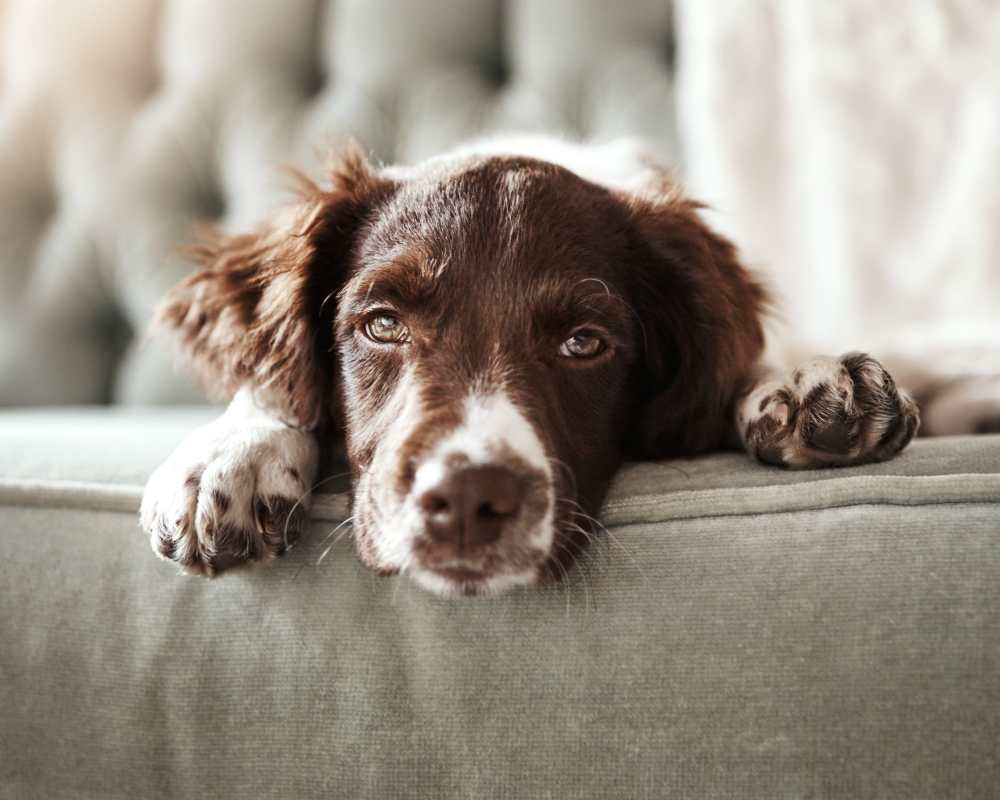 A dog looking over the edge of a couch at The Meadows Apartments in Charlottesville, Virginia