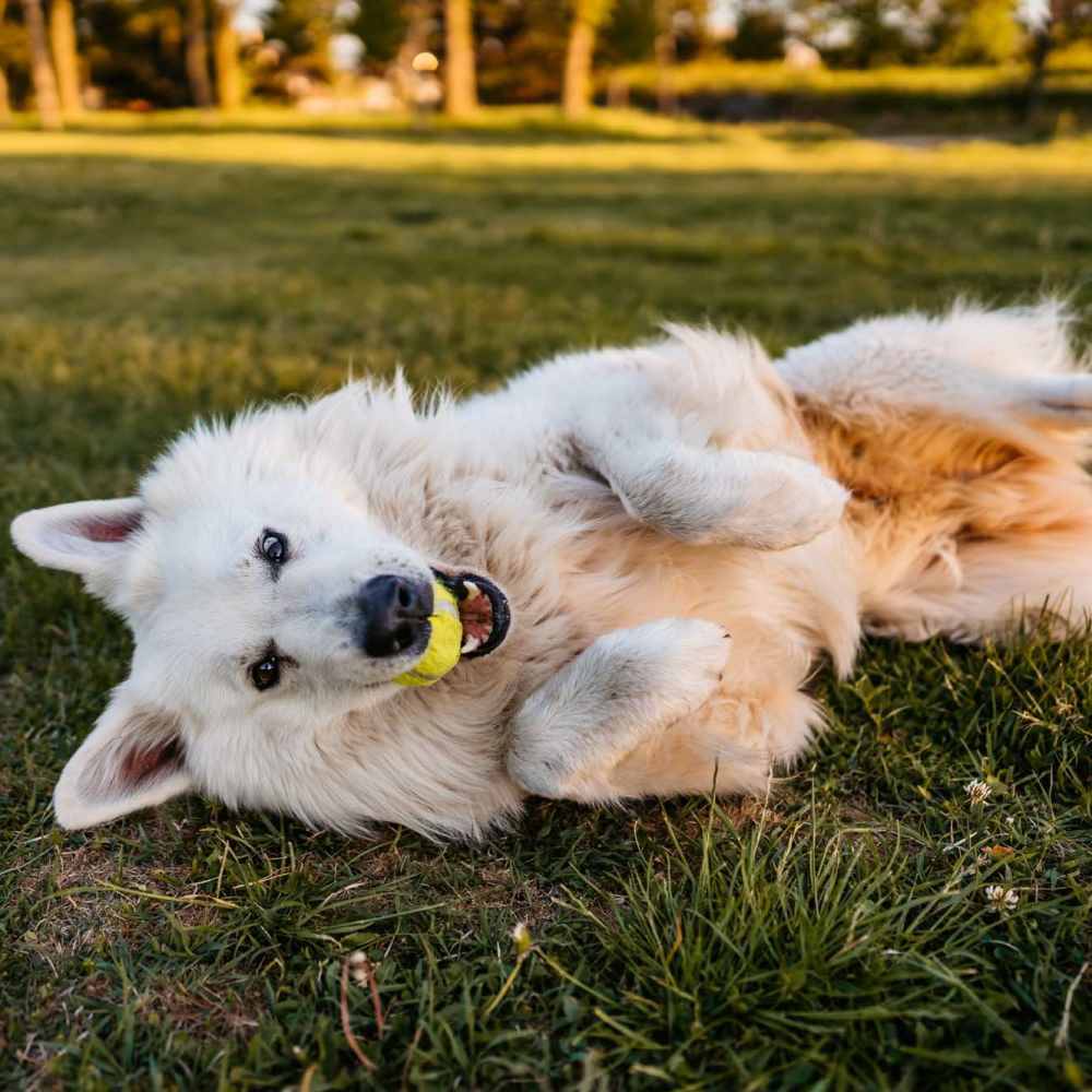 Dog playing on grass with ball at Ava Apartments in Rocklin, California