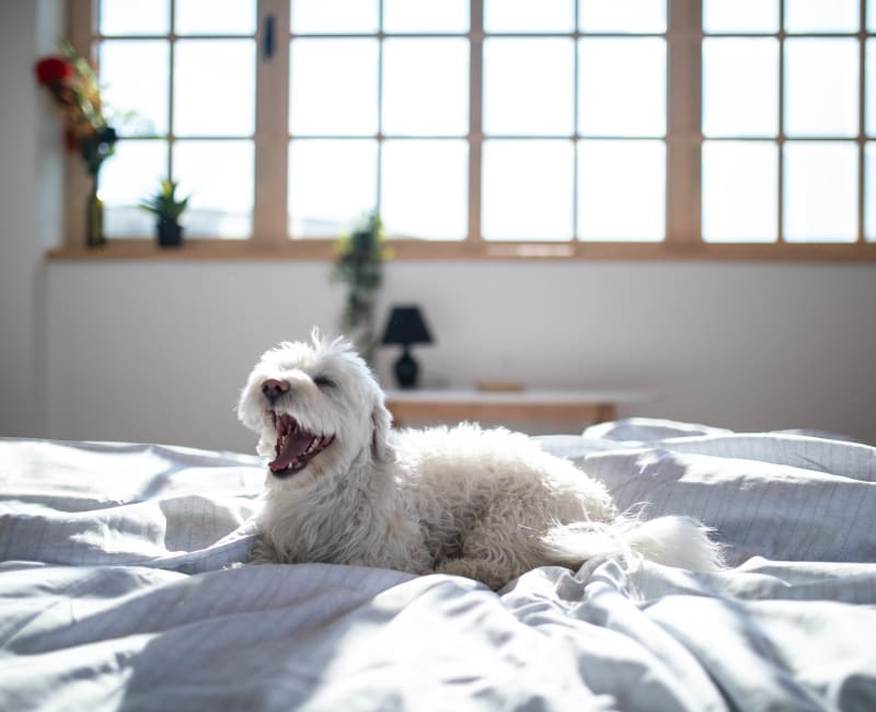 Cozy dog relaxing on the bed at Olive Ridge in Pomona, California