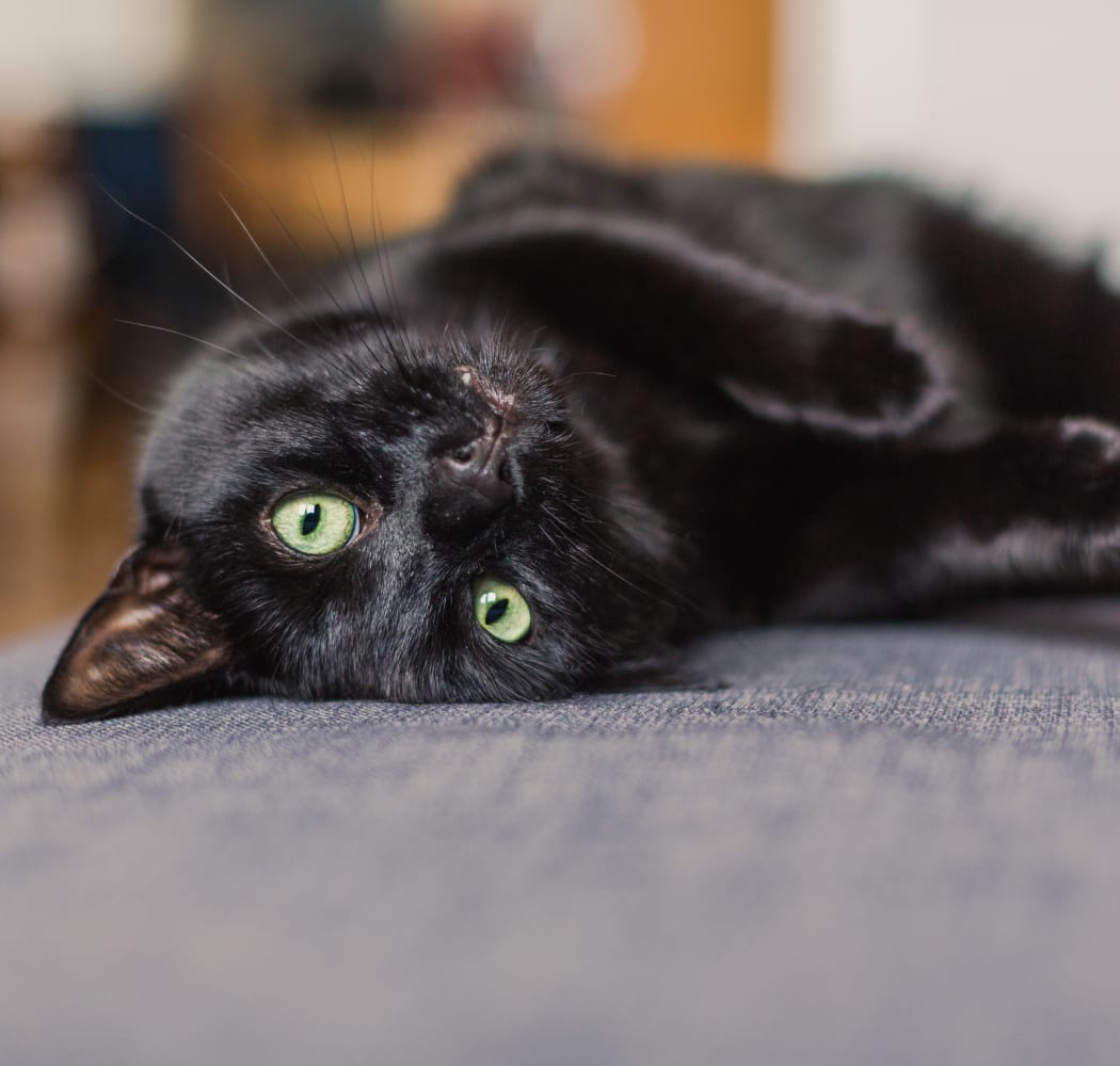 Happy cat laying on a couch at Walnut Ridge Apartments in Corpus Christi, Texas