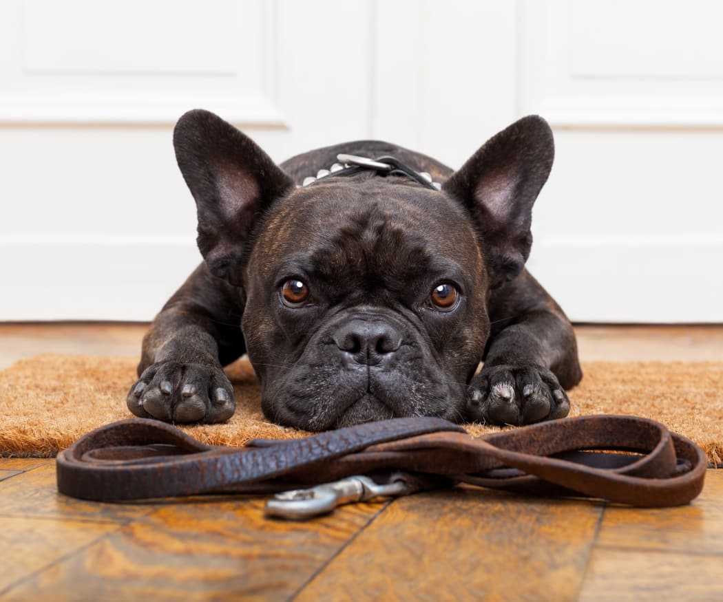Dog waiting for its owner to get home to their new apartment at The Residences at Stadium Village in Surprise, Arizona
