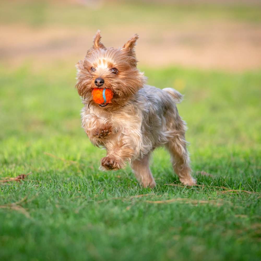 Dog running near Renaissance At North Park in Lubbock, Texas