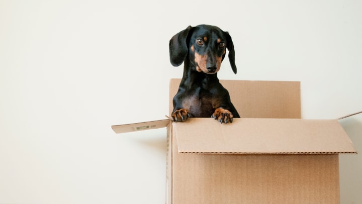 Re-Homing Your Pet Humanely