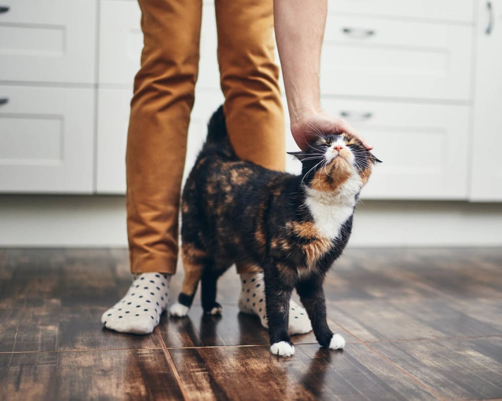 Resident and his cat loving the hardwood-style flooring in their home at Olympus Carrington in Pooler, Georgia