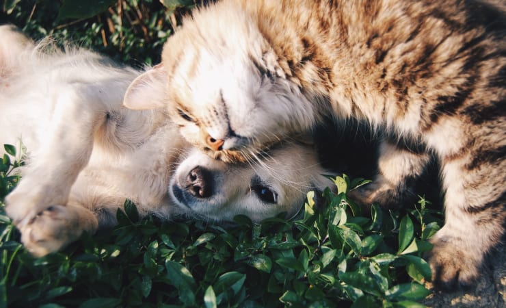 Northshore Flats in Chattanooga, Tennessee is pet friendly
