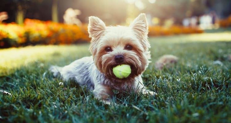 Adorable pet dog at Edgewood Park Apartments in Pontiac, Michigan