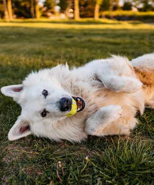 Happy dog playing near Elmore Apartments in Cincinnati, Ohio