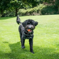 A resident's dog playing in the grass at Retreat at the Park in Burlington, North Carolina