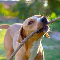 Dog holding stick at Cornell Midtown in Dallas, Texas