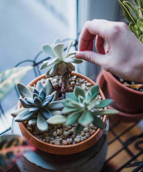 Succulents at Sierra Glen in Modesto, California