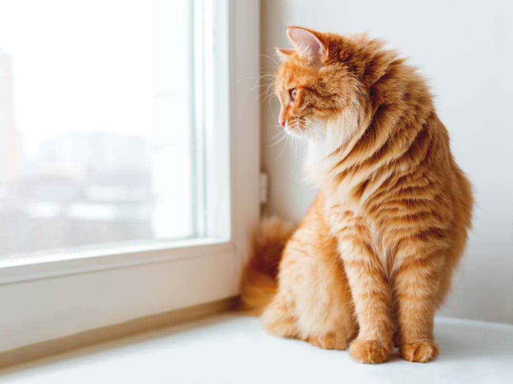 Happy cat admiring the extensive city view from a window in her new apartment at Tower 801 in Seattle, Washington