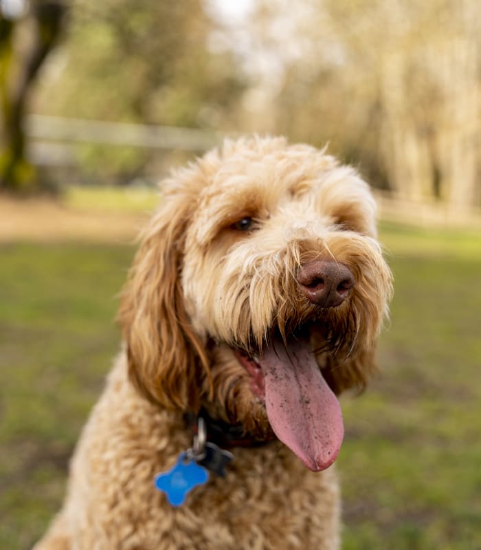 A cute dog at Silo Creek Apartments in Lafayette, Louisiana
