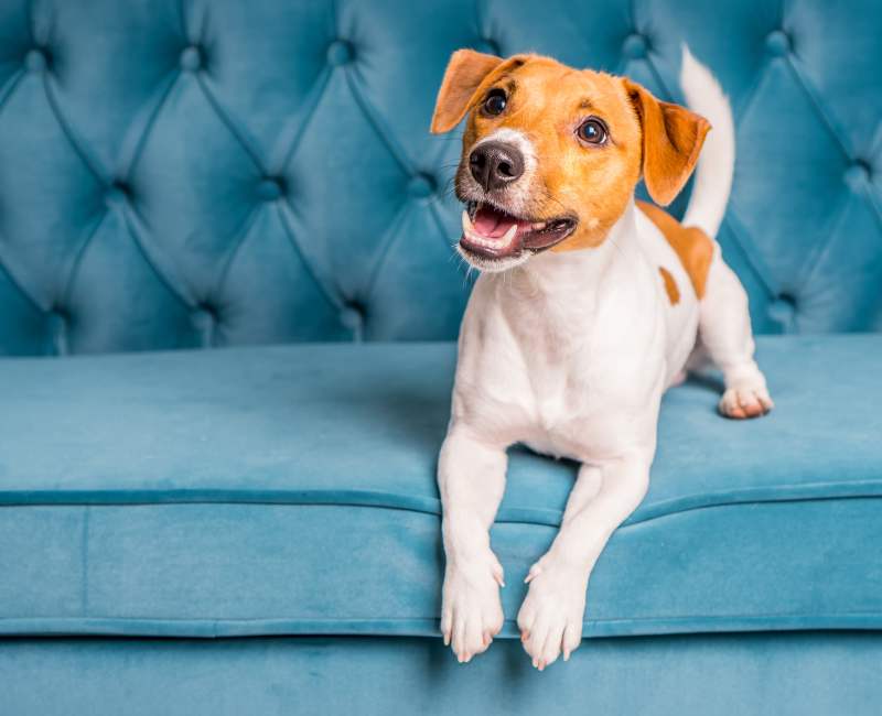 Dog sitting on blue sofa at Summit on Quality Hill in Kansas City, Missouri