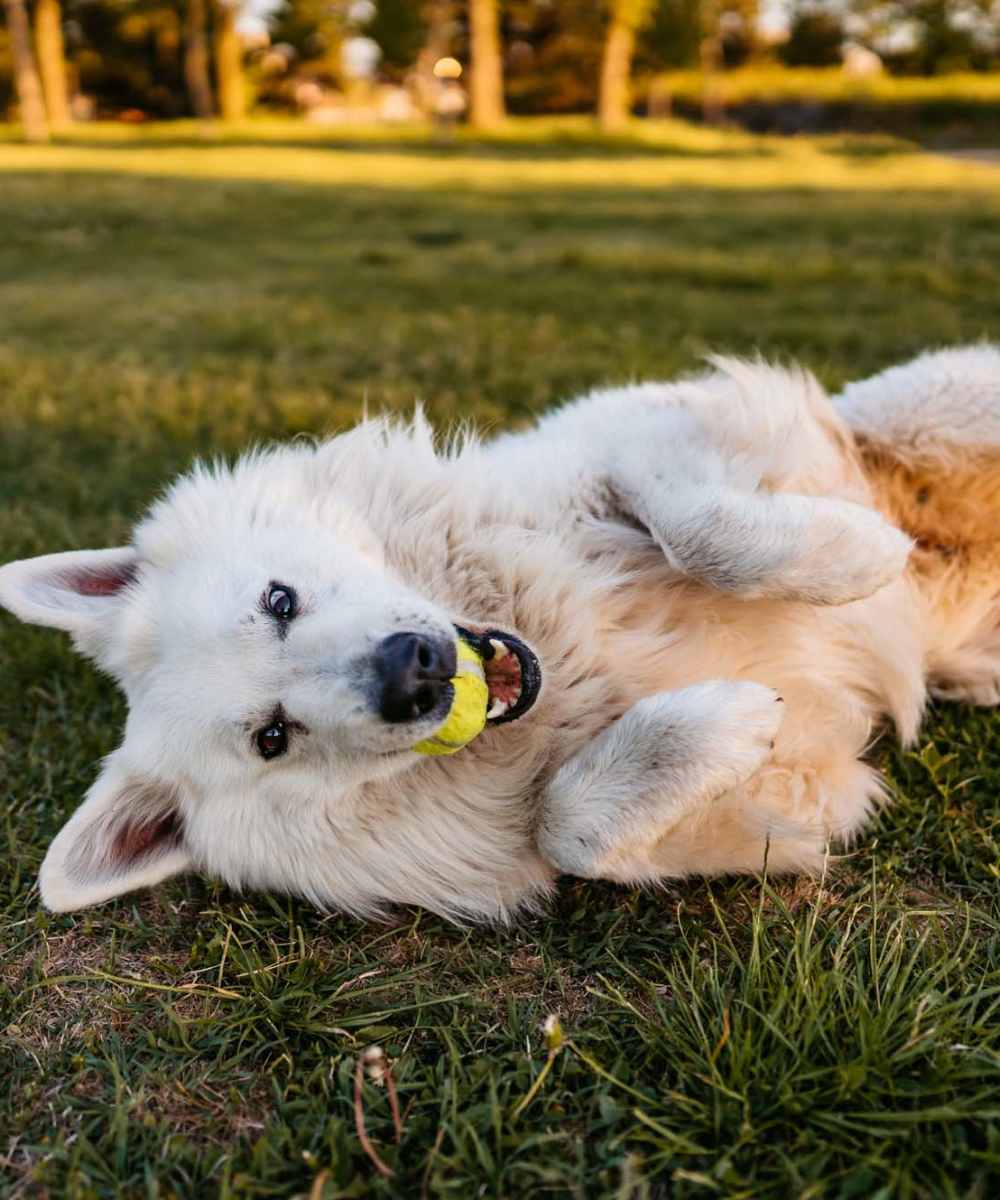 Happy dog playing in the grass outside at The Union in Portland, Oregon   