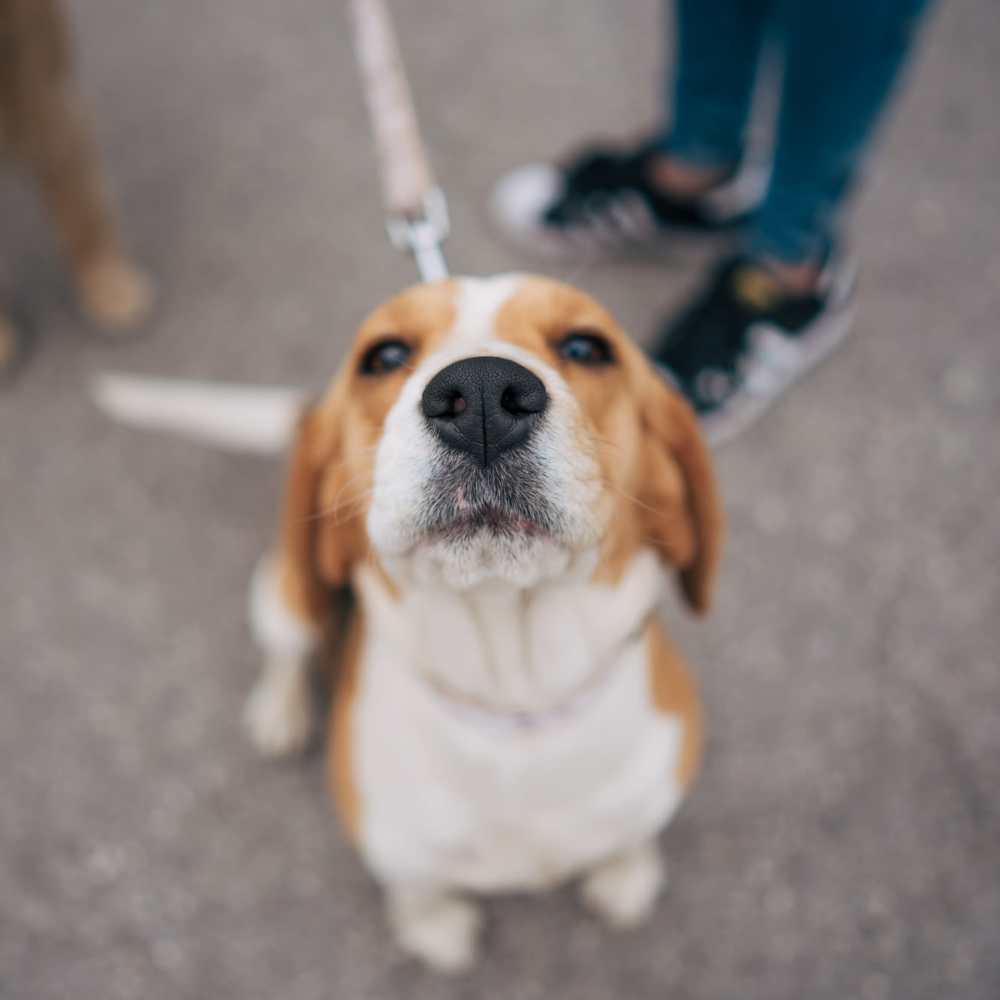 Pet-friendly at Ranch Creek Living in Helotes, Texas